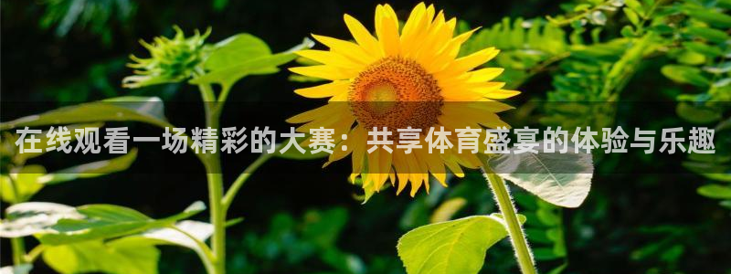 833比赛直播观看：在线观看一场精彩的大赛：共享体育盛宴的体验与乐趣